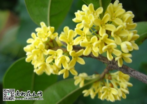 桂花樹(shù)的作用與功效