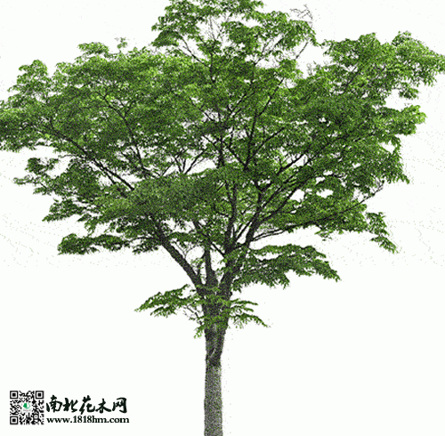 櫸樹的價(jià)格