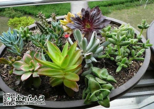 多肉植物