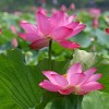 荷花|沭陽(yáng)地區(qū)荷花報(bào)價(jià)