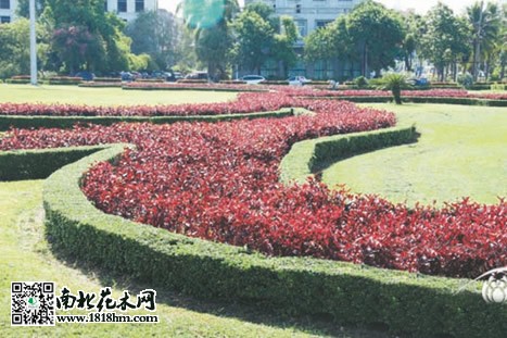 綠化帶2