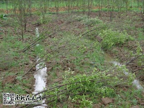 臺風(fēng)