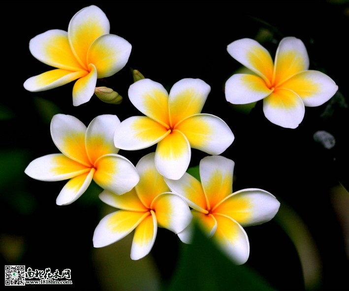 雞蛋花34