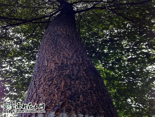楠木的價(jià)值