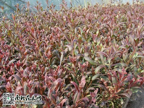 紫葉千鳥(niǎo)花