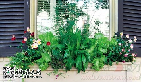 陽(yáng)臺(tái)養(yǎng)花技巧