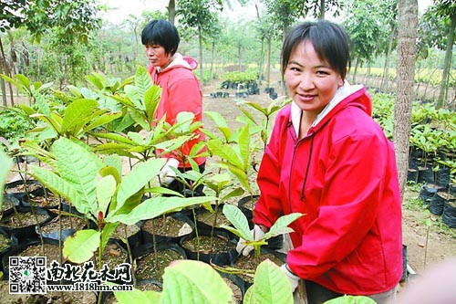 李青青花木種植