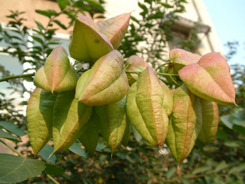 欒樹(shù)果實(shí)