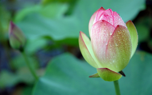 荷花的價(jià)格