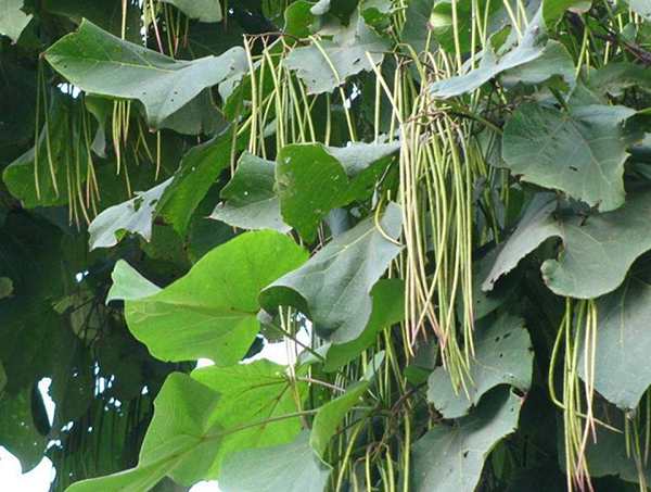 梓樹(shù)