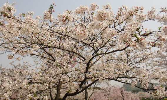 櫻花花語(yǔ)