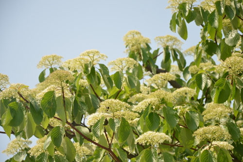 燈臺(tái)樹(shù)圖片