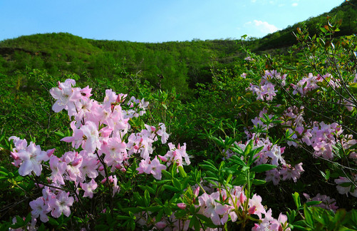 杜鵑花價(jià)格