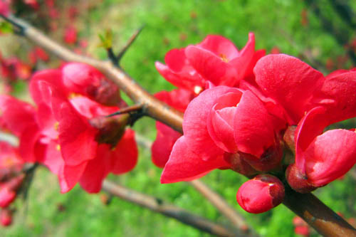 梅花秋季養(yǎng)護(hù)方法