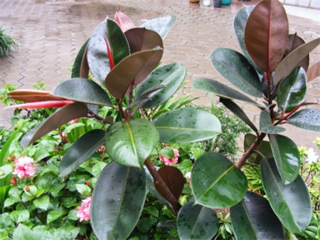 橡皮樹(shù)圖片