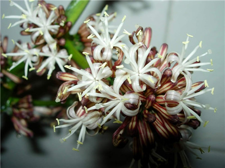 巴西木開(kāi)花