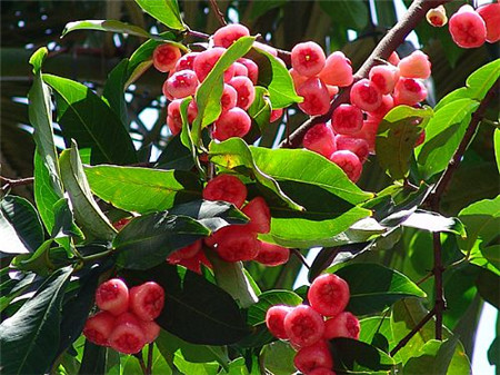 無(wú)花果樹(shù)
