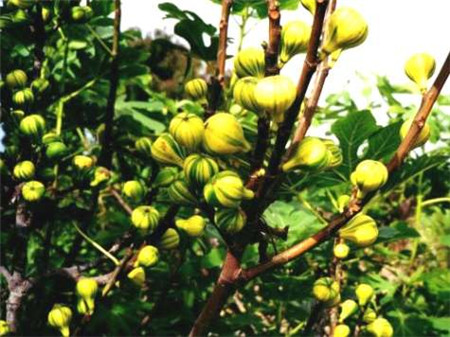 無(wú)花果樹(shù)圖片