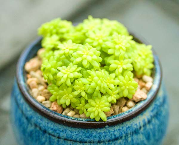 黃金萬(wàn)年草