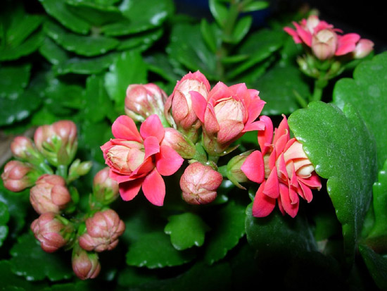 長(zhǎng)壽花
