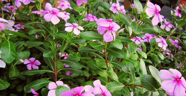 長(zhǎng)春花