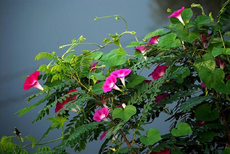 牽?；? width=