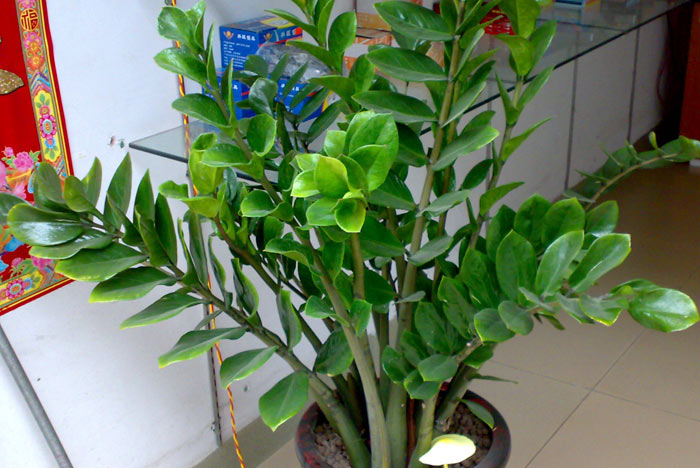 金錢樹(shù)