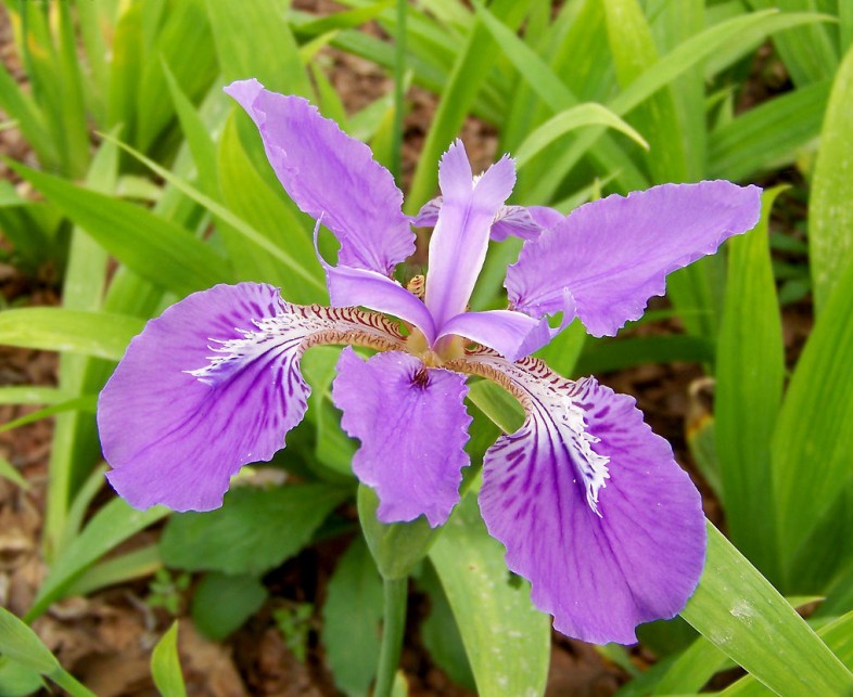 紫羅蘭花語(yǔ)