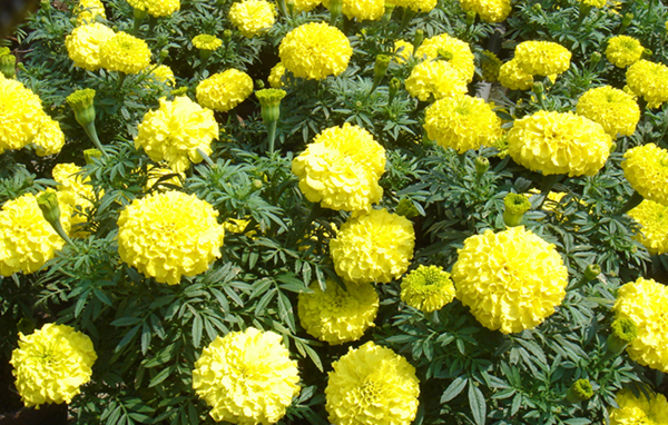 萬壽菊價(jià)格