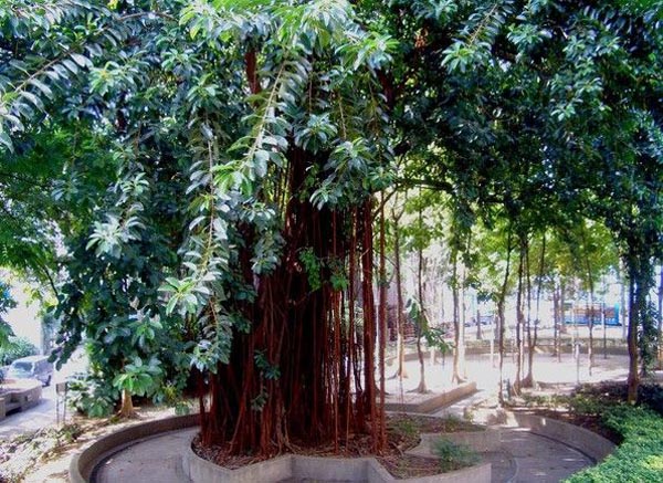 菩提樹(shù)價(jià)值