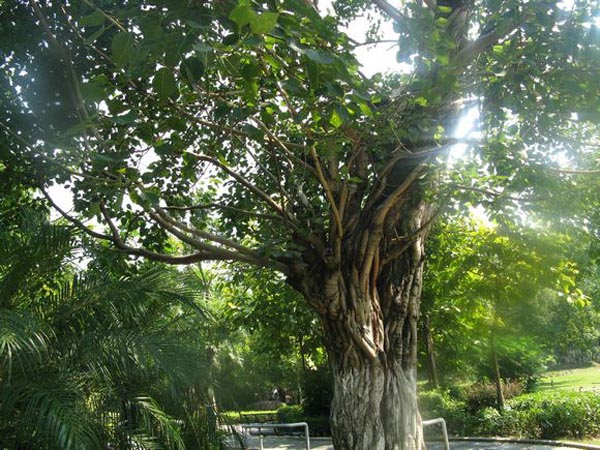 菩提樹(shù)圖片