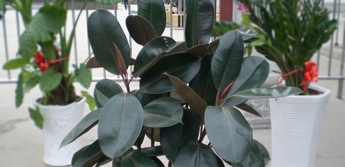 橡皮樹(shù)