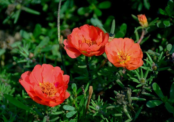太陽花怎么養(yǎng)