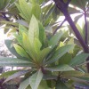 杜英小苗多少錢(qián)一棵？