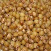 無(wú)患子小苗多少錢(qián)一棵？