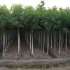欒樹(shù)小苗多少錢(qián)一棵？