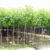 供應(yīng)重陽(yáng)木小苗·直銷批發(fā)1-2-3公分重陽(yáng)木小苗