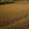 專(zhuān)供1公分·2公分·3公分·烏桕小苗·當(dāng)年1米烏桕小苗