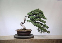 【盆景產(chǎn)業(yè)】揚(yáng)子晚報(bào)：沭陽(yáng)盆景品牌亮了！