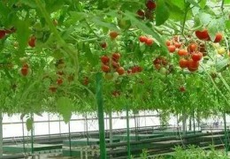 你真的懂智慧農(nóng)業(yè)嗎？智慧農(nóng)業(yè)≠智慧應(yīng)用于農(nóng)業(yè)