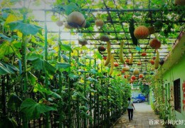 休閑農(nóng)業(yè)的主要開(kāi)發(fā)模式有哪些？