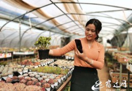 江蘇沭陽：美麗花鄉(xiāng)綻放“美麗經濟”特色花卉產業(yè)助力鄉(xiāng)村振興