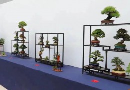 申辦成功！2023年國際盆景大展將在沭陽舉辦