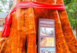 一棵金絲楠樹能值2.5億？樹苗才12元，為什么沒人去種呢？