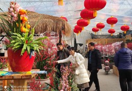 年宵季將至，青州花卉市場(chǎng)表現(xiàn)如何？