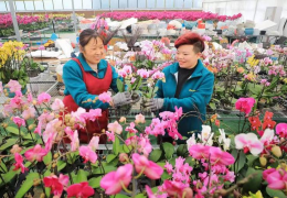 【新華網(wǎng)】江蘇沭陽：誠(chéng)信建設(shè)擦亮中國(guó)花谷“金字招牌”